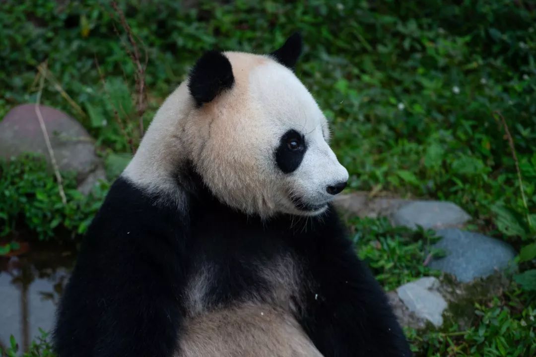  搜农坊写字楼营销_捷搜数字营销_网络营销大熊猫点搜