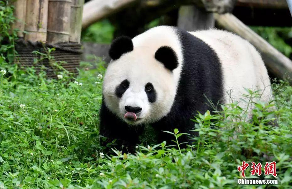 为什么网络优化大熊猫点搜如此重要,了解网络优化大熊猫点搜的重要性  第1张